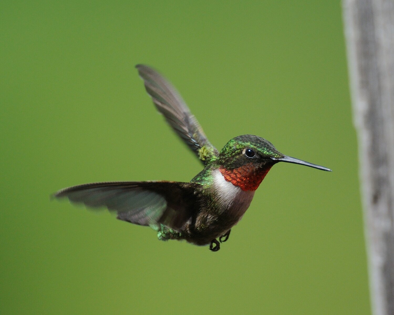 The male of this species has the namesake ruby patch on its throat. When sunlight hits the throat patch correctly, the iridescent properties of the feathers reflect a brilliant red color. Other sun angles or shadow conditions can make the patch appear dark. ..At a feeder, the male might bully and chase off females and immature hummingbirds. People frequently put up two or more feeders on opposite sides of the house to give more hummingbirds a chance at the feeder.